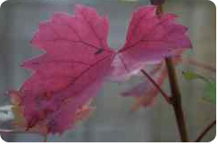 Therapies Offered. flower spirit
